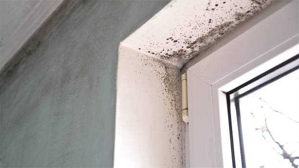 Best Black Mold Removal  in Valley Falls, RI